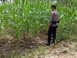 Dukung Asta Cita Presiden, Bhabinkamtibmas Polsek Tambakboyo Monitoring Lahan Jagung Warga