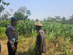 Dukung Ketahanan Pangan Nasional, Petugas Polmas Desa Bendonglateng Polsek Kenduruan Polresta Tuban Dialog dan Beri Motivasi Petani Jagung
