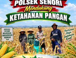 Polisi RW Polsek Senori Polresta Tuban Turun ke Ladang, Bantu Warga Desa Medalem Panen Jagung