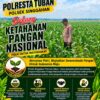 Anggota Polsek Singgahan Polresta Tuban Turun Cek Tanaman jagung Warga di Desa Lajo lor