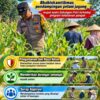 Mendukung Program Ketahanan Pangan, Bhabinkamtibmas Monitoring Pertumbuhan Jagung
