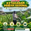 Polsek Bangilan Dukung Ketahanan Pangan Nasional, Pantau Tanaman Jagung Warga