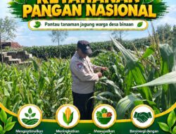 Polsek Bangilan Dukung Ketahanan Pangan Nasional, Pantau Tanaman Jagung Warga