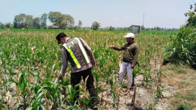 Polri Dukung Astacita, Polsek jenu Polres Tuban Turun Cek Tanaman Jagung Warga di Desa suwalan