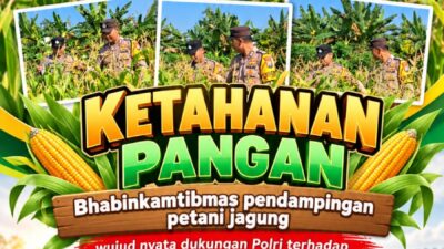 Mendukung Program Ketahanan Pangan, Bhabinkamtibmas Monitoring Pertumbuhan Jagung