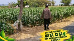 ANGGOTA POLSEK KEREK POLRESTA TUBAN PANTAU PERTUMBUHAN JAGUNG