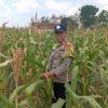 Dukung Program Astacita Presiden Prabowo, Polsek Kenduruan Turun Langsung Pantau Perkembangan Tanaman Jagung Petani