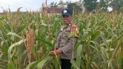 Dukung Program Astacita Presiden Prabowo, Polsek Kenduruan Turun Langsung Pantau Perkembangan Tanaman Jagung Petani