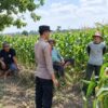 Dukung Asta Cita Presiden, Bhabinkamtibmas Polsek Tambakboyo Monitoring dan Sambang Petani Jagung