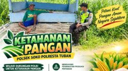 Polsek Soko Polresta Tuban Turun Langsung Cek Tanaman Jagung Warga