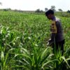 ANGGOTA POLSEK GRABAGAN SAMBANG DESA BINAAN, PANTAU LAHAN JAGUNG DAN MEMASTIKAN SISTEM IRIGASI MASIH LANCAR