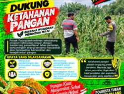 Dukung Astacita, Polsek Palang Polresta Tuban Pantau Langsung Lahan Jagung milik warga Desa Tegalbang