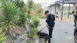 Cegah Ancaman Bom, Unit K-9 Sisir Area Pengamanan MotoGP Mandalika