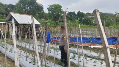 ANGGOTA POLSEK GRABAGAN SAMBANG DESA BINAAN, PANTAU LAHAN JAGUNG DAN MEMASTIKAN SISTEM IRIGASI MASIH LANCAR