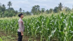 Dukung Swasembada Pangan, Bhabinkamtibmas Polsek Tambakboyo Monitoring Pertumbuhan Jagung