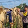 Anggota Polresta Tuban Polsek Bancar Laksanakan Monitoring Panen Jagung di Desa Ngampelrejo