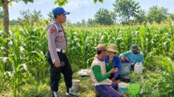 Dukung Ketahanan Pangan, Polsek Tambakboyo Laksanakan Monitoring dan Patroli Dialogis di Lahan Jagung Warga