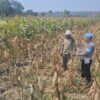 Dukung Astacita Presiden RI, Polsek Kenduruan Polresta Tuban Pantau Perkembangan Tanaman Jagung Milik Petani .