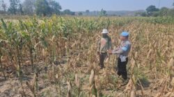 Dukung Astacita Presiden RI, Polsek Kenduruan Polresta Tuban Pantau Perkembangan Tanaman Jagung Milik Petani .
