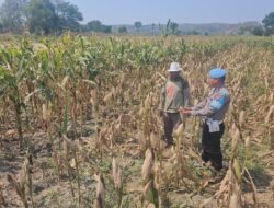 Dukung Astacita Presiden RI, Polsek Kenduruan Polresta Tuban Pantau Perkembangan Tanaman Jagung Milik Petani .