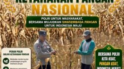 Dukung Ketahanan Pangan Nasional, Bripda Dodi Monitoring Hasil Panen Jagung di Desa Tergambang