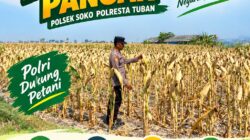 Polsek Soko Polresta Tuban Turun Langsung Cek Tanaman Jagung Warga