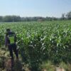 Polri Dukung Astacita, Polsek Semanding Polresta Tuban Turun Cek Tanaman jagung milik Warga di Desa Semanding