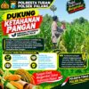 Dukung Astacita, Polsek Palang Polresta Tuban Pantau Langsung Lahan Jagung milik warga Desa Dawung