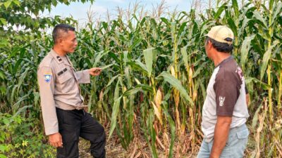 Polsek Parengan Polresta Tuban Pantau Lahan Jagung Warga Desa Ngawun Dukung Program Astacita