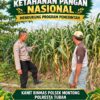 Mendukung Asta Cita Presiden Polmas Polsek Montong Polresta Tuban Pantau Kodisi Tanaman Jagung Milik Warga Desa Jetak