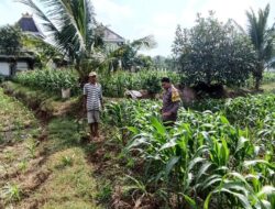 Polsek Grabagan Polresta Tuban Turun Langsung Cek Tanaman Jagung Warga