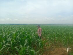 Anggota Polsek Singgahan Polresta Tuban Turun Cek Tanaman jagung Warga di Desa Lajo lor