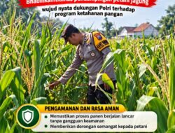 Mendukung Program Ketahanan Pangan, Bhabinkamtibmas Monitoring Pertumbuhan Jagung