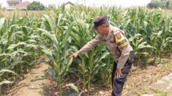 Dukung Astacita, Polsek Jatirogo Cek Langsung Ladang Jagung Warga Desa Bader