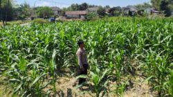 Polri Dukung Astacita, Polsek Grabagan Polresta Tuban Turun Cek Tanaman jagung milik Warga di Desa Grabagan