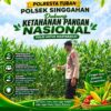 Anggota Polsek Singgahan Polresta Tuban Turun Cek Tanaman jagung Warga di Desa Tingkis