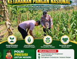 POLSEK KEREK POLRESTA TUBAN DUKUNG PROGRAM KETAHANAN PANGAN MELALUI PENDAMPINGAN PETANI JAGUNG