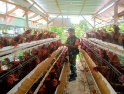 Babinsa Peteluan Indah Dorong UMKM Peternakan Ayam Petelur