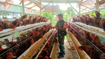 Babinsa Peteluan Indah Dorong UMKM Peternakan Ayam Petelur