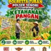 Bhabinkamtibmas Polsek Senori Polresta Tuban Pantau Tanaman Jagung Warga Desa Sendang Guna Dukung Ketahanan Pangan Nasional
