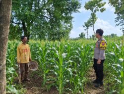 Dukung Program Ketahanan Pangan, Bhabinkamtibmas Polsek Tambakboyo Monitoring Lahan Jagung Warga