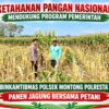 Mendukung Asta Cita Presiden bhabinkamtibmas Polsek Montong Polresta Tuban Pantau Kodisi Tanaman Jagung Milik Warga Desa pakel