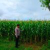 Dukung Astacita Presiden RI, Polmas Polsek Jenu Polresta Tuban Cek Perkembangan Tanaman Jagung Milik Petani