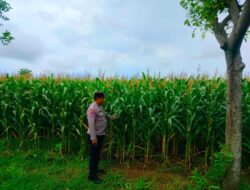 Dukung Astacita Presiden RI, Polmas Polsek Jenu Polresta Tuban Cek Perkembangan Tanaman Jagung Milik Petani