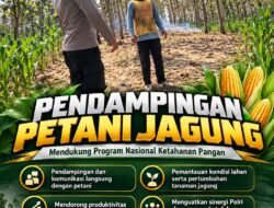 Polsek Parengan Polresta Tuban Pantau Lahan Jagung Warga Desa Ngawun Dukung Program Astacita