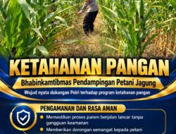 Mendukung Program Ketahanan Pangan, Bhabinkamtibmas Monitoring Pertumbuhan Jagung