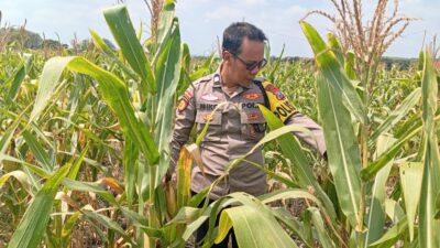 Dukung astacita Presiden RI, Polmas Polsek Kenduruan cek perkembangan tanaman jagung milik petani