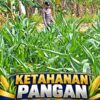 Mendukung Program Ketahanan Pangan, Bhabinkamtibmas Monitoring Pertumbuhan Jagung