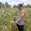 Dukung Astacita Presiden Ri, Kanit Binmas Polsek Kenduruan Polresta Tuban Cek Perkembangan Tanaman Jagung Milik Petani