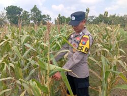 Dukung Astacita Presiden Ri, Kanit Binmas Polsek Kenduruan Polresta Tuban Cek Perkembangan Tanaman Jagung Milik Petani .